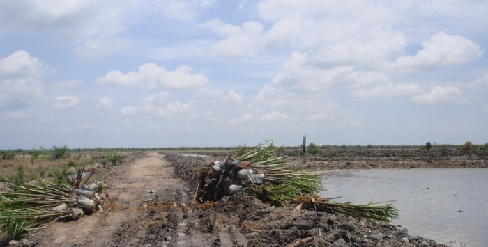 Kawasan Hutan Mangrove yang sudah 'botak' di Lubuk Damar, Aceh Tamiang. Tampak beberapa bibit sawit siap tegak disiapkan di badan jalan yang juga sengaja dibuat untuk memuluskan kegiatan ekspansi sawit (Foto Direkam: Mei 2009/Dok.: LeBAM-KuALA)